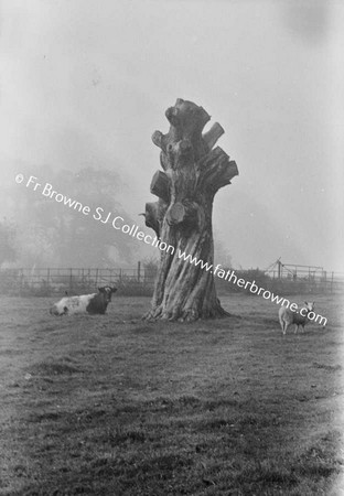 ST MARYS ABBEY (CISTERCIAN NUNS)  OLD TREE (SPANISH CHESTNUT)